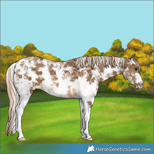 Horse Color:Chocolate Palomino Sabino Rabicano