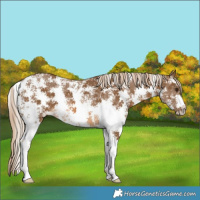 Horse Color:Chocolate Palomino Sabino Rabicano