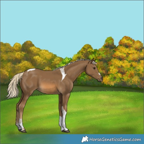 Horse Color:Chocolate Palomino Tobiano