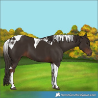 Horse Color:Liver Chestnut Tobiano 
