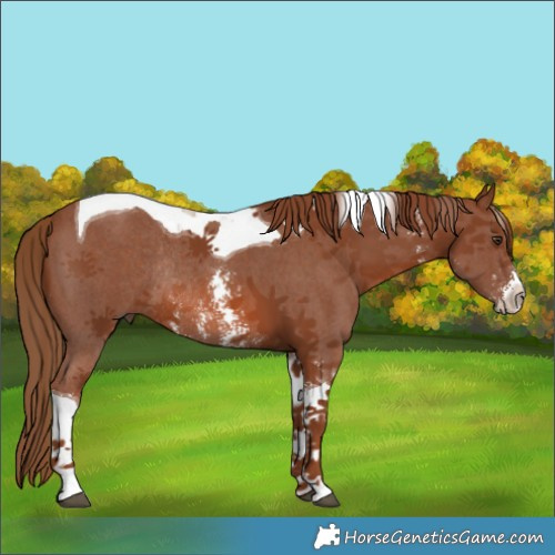 Horse Color:Chestnut Sabino Tobiano Rabicano 