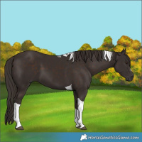 Horse Color:Liver Chestnut Tobiano 