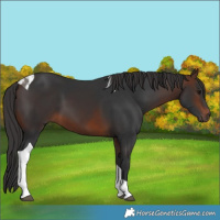 Horse Color:Brown Tobiano 