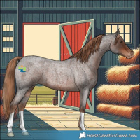 Horse Color:Liver Red Roan Appaloosa 