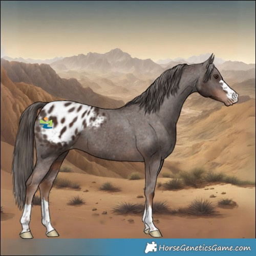 Horse Color:Liver Chestnut Appaloosa 
