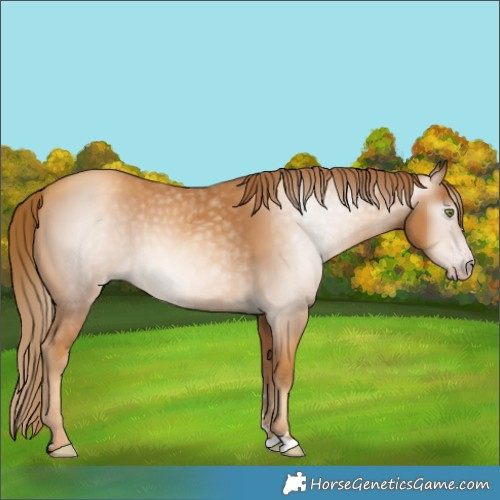 Horse Color:Gray Gold Champagne 