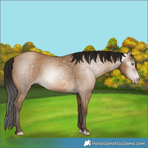 Horse Color:Gray Amber Champagne 