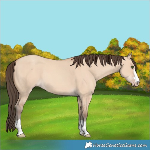 Horse Color:Amber Champagne Dun 