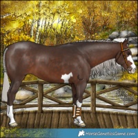Horse Color:Silver Brown 