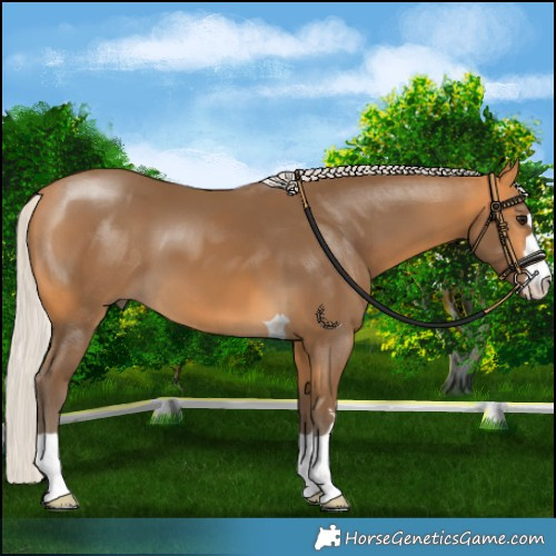 Horse Color:Silver Buckskin 