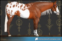 Horse Color:Silver Bay Frame Appaloosa 
