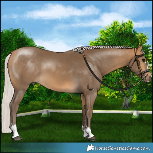 Horse Color:Silver Buckskin 