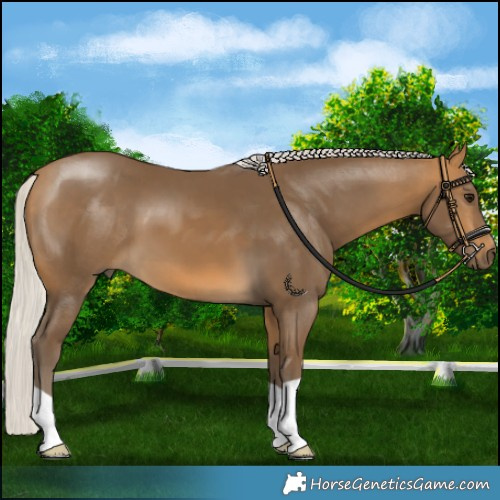 Horse Color:Silver Buckskin 