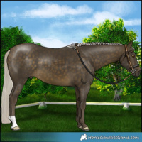 Horse Color:Silver Buckskin 