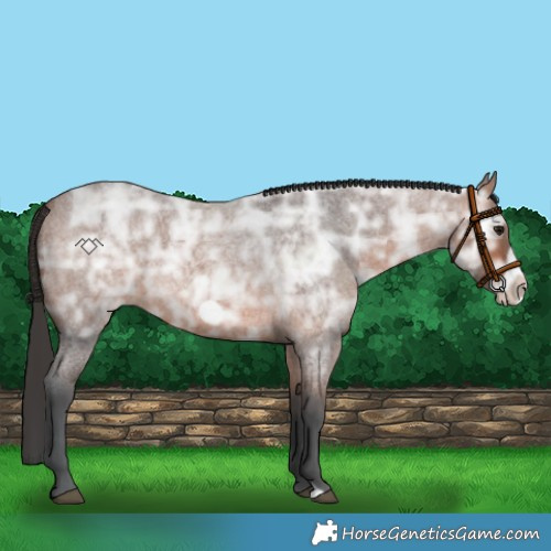 Horse Color:Bay Ice Roan Frame Rabicano 
