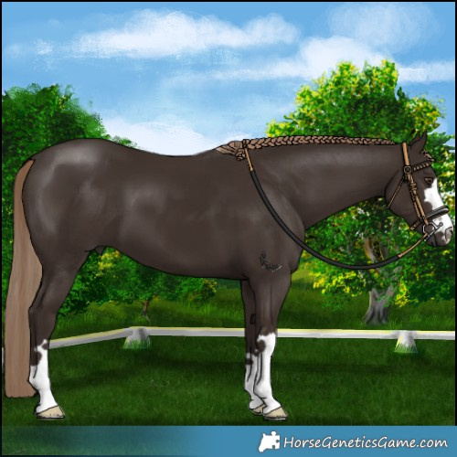 Horse Color:Liver Chestnut 