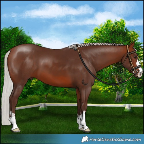 Horse Color:Silver Bay 