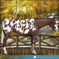 Horse Color:Chocolate Silver Bay Blanket 