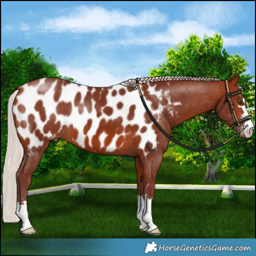 Horse Color:Chocolate Silver Bay Blanket 
