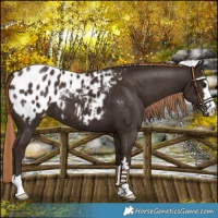 Horse Color:Liver Chestnut Blanket