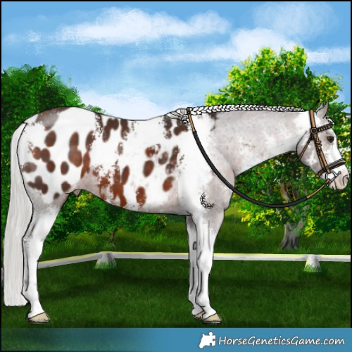 Horse Color:Silver Brown Sabino Blanket 