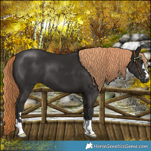 Horse Color:Liver Chestnut 