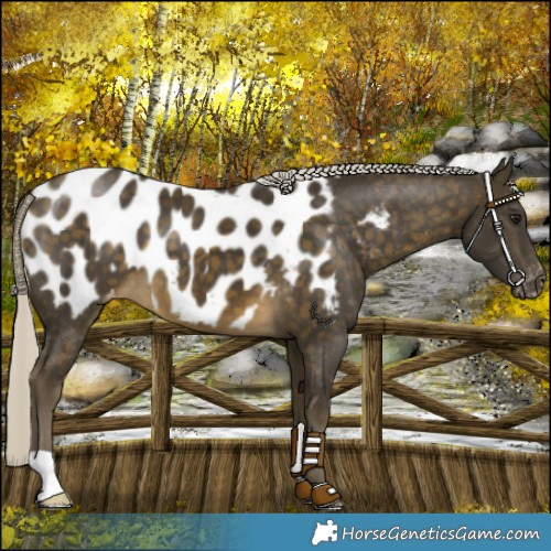 Horse Color:Silver Buckskin Blanket 