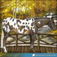 Horse Color:Silver Buckskin Blanket 