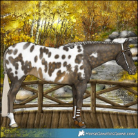 Horse Color:Silver Buckskin Blanket 