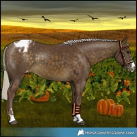 Horse Color:Chocolate Silver Buckskin Appaloosa