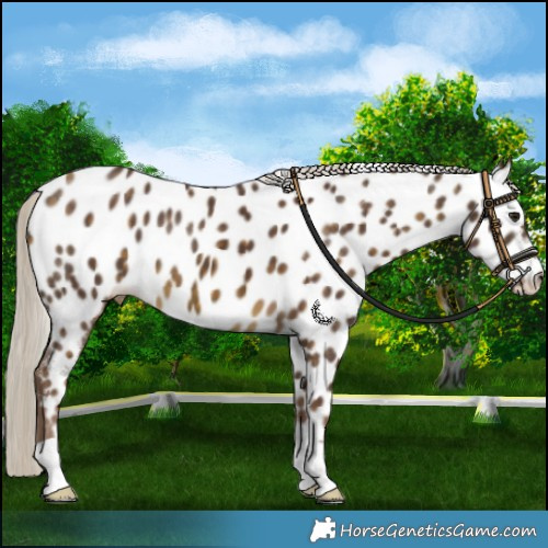 Horse Color:Chocolate Silver Buckskin Appaloosa 