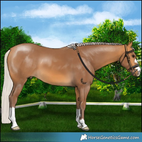 Horse Color:Chocolate Silver Buckskin 