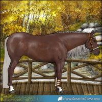 Horse Color:Chocolate Silver Brown 