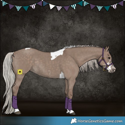 Horse Color:Silver Grullo Sabino Tobiano Rabicano