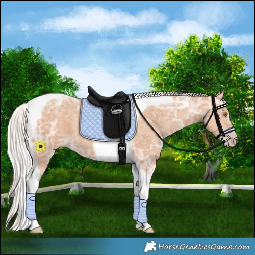 Horse Color:Silver Classic Champagne Ice Tobiano
