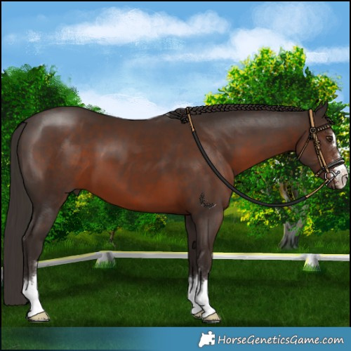 Horse Color:Liver Chestnut 