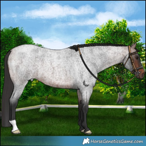 Horse Color:Brown Roan 