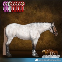 Horse Color:Liver Red Dun Roan Sabino Appaloosa Rabicano Brindle