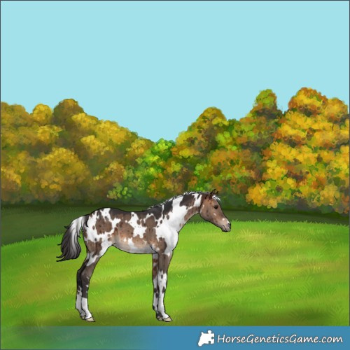 Horse Color:White Spotted Brown Dun Brindle 