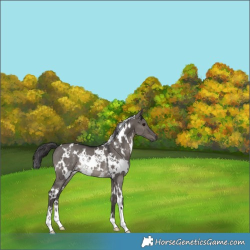 Horse Color:White Spotted Smoky Grullo Rabicano 