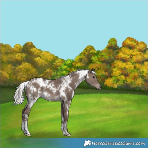 Horse Color:White Spotted Silver Grullo Mushroom 
