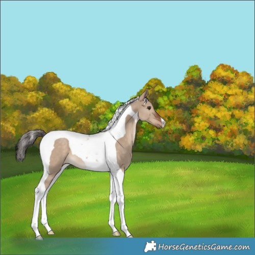 Horse Color:Liver Red Dun Tobiano 