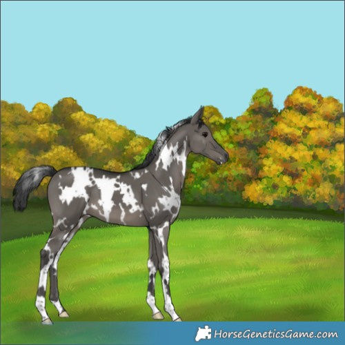 Horse Color:White Spotted Grullo 