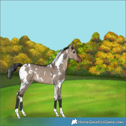 Horse Color:White Spotted Brown Dun 