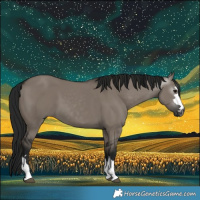 Horse Color:Gray Grullo 