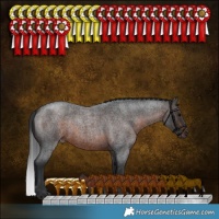 Horse Color:Brown Roan