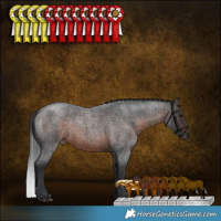 Horse Color:Brown Roan