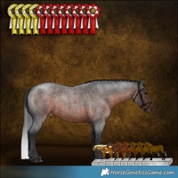 Horse Color:Brown Roan 