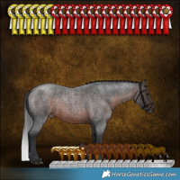 Horse Color:Brown Roan 