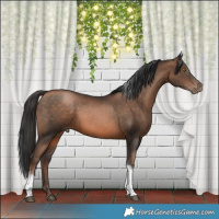 Horse Color:Brown Pearl Tobiano 